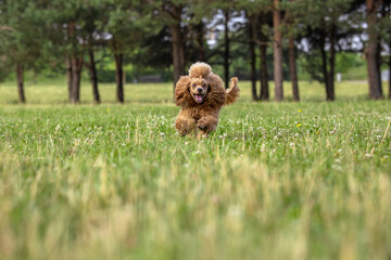 Fototapeta premium Young active dog playing in a summer park with a ball. A beautiful thoroughbred red poodle happily runs on the grass with his mouth open