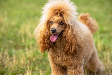 Close up young thoroughbred redhead poodle with open mouth
