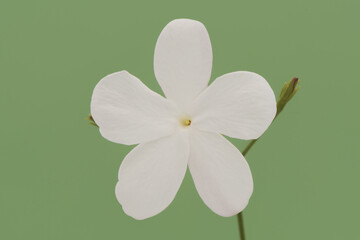 Jasminus species star jasmine precious and fragrant cultivated flower of immaculate white color...