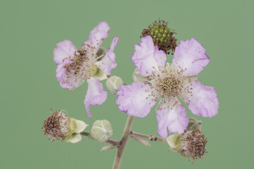 Rubus ulmifolius elmleaf blackberry flowers leaves and stems of this shrub full of thorns purple...