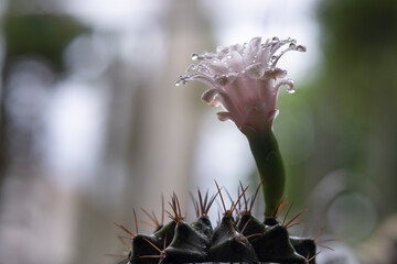 Water droplets on pink flowers blooming on Gymnocalycium Mihanovichii cactus.