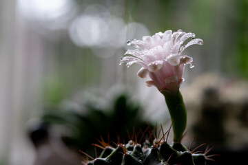 Water droplets on pink flowers blooming on Gymnocalycium Mihanovichii cactus.