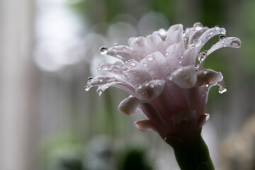 Water droplets on pink flowers blooming on Gymnocalycium Mihanovichii cactus.