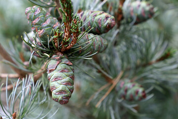 Pine cones on a tree branch close up. Pinus mugo, coniferous background