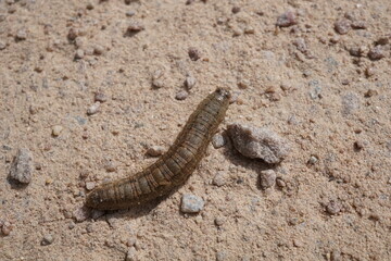 Brown caterpillar on the ground