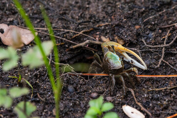 Fiddler Crab Stands Near Burrow