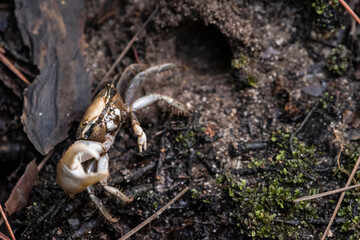 Fiddler Crab Defends Burrow