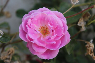 Obraz premium Entre la sequía