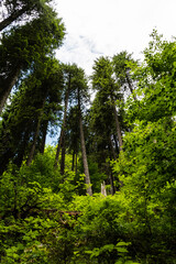 Tall tree forest from Zanoagei gorges. Romania.