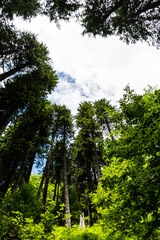 Tall tree forest from Zanoagei gorges. Romania.
