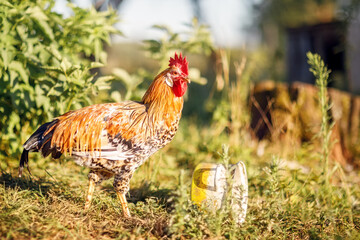 A rooster walking on grass - stock photo