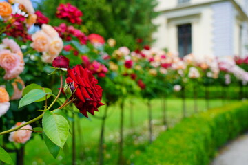 Beautiful fragrant, colorful, blooming roses bush in garden at summer day. 