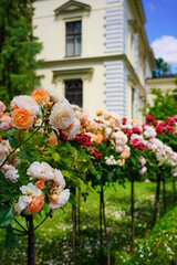 Beautiful fragrant, colorful, blooming roses bush in garden at summer day. 