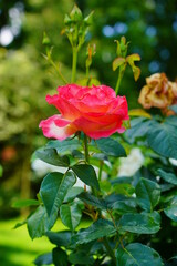 Fototapeta premium Beautiful fragrant, colorful, blooming roses bush in garden at summer day. 