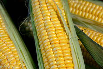 ripe ear of corn in a leaf, close up