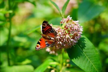 Asclepias  syriaca and butterfly . Milkweed American is a genus of herbaceous, perennial, flowering plants known as milkweeds - selective focus 