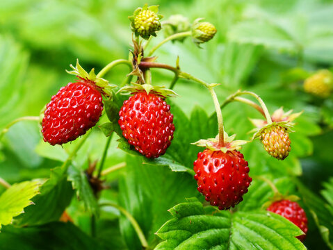 WILD STRAWBERRY 超美品 Mini Wild Strawberries – Go Mmm