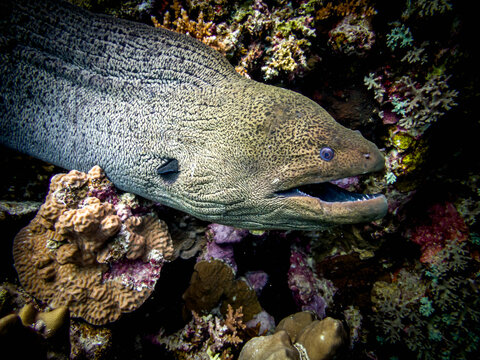Moray eel hunts in the Red Sea of Egypt