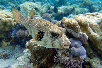Whitespotted Puffer Fish - Arothron hispidus in the Red Sea