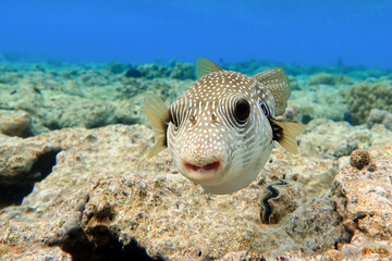 Whitespotted Puffer Fish - Arothron hispidus in the Red Sea © mirecca