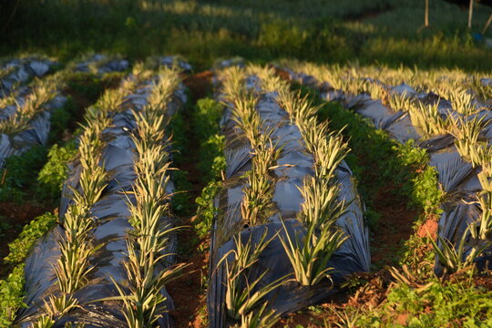 pineapple suckers planted in plastic furrows at sunset