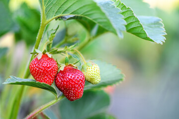 Ripe strawberries in the garden, close up. Harvesting concept