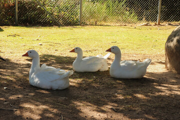 Limousin - Creuse - Parc des Loups de Chabrière - OIes