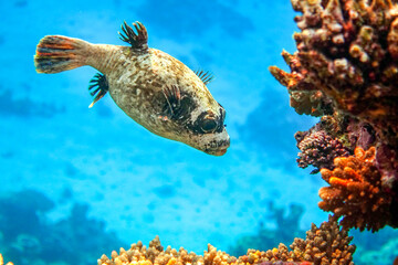 Masked puffer - Arothron diadematus in the Red Sea © mirecca