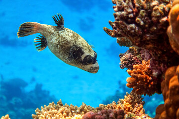 Masked puffer - Arothron diadematus in the Red Sea