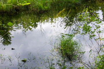 grass in the water