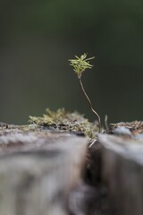 A tree shoot on a tree stump.