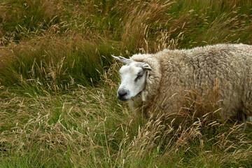 Texel sheep grazing