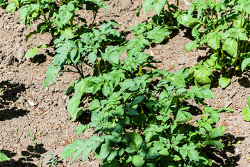 Potato field. Potato bush in the garden.
