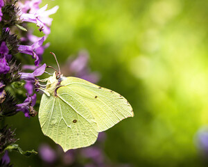 a brimstone butterfly on a flower