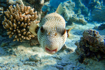Whitespotted Puffer Fish - Arothron hispidus in the Red Sea