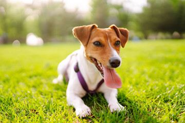 Happy active dog, jack russell playing in the park.  Domestic dog concept.