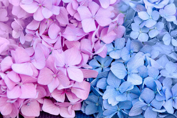Pink and blue hydrangea flowers divided by flowers close-up. Background, wallpaper, texture.