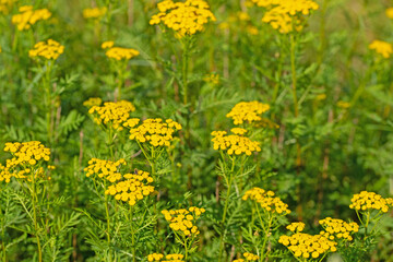 Blühender Rainfarn, Tanacetum vulgare