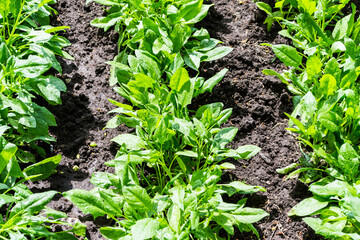 Obraz premium Healthy spinach growing from compost soil in a garden.