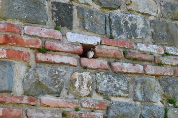 a little sparrow in a brick hole