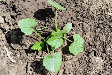 Cucurbita pepo - Pumpkin plant growing in a garden.