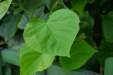 Fototapeta na wymiar Green leaf on a blurred background.