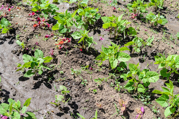 Common bean and few plants of Atriplex hortensis known as orache