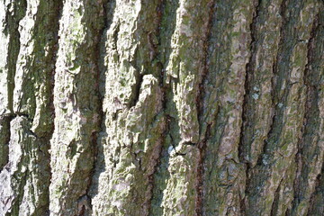Tree bark texture. Suitable for backgrounds.