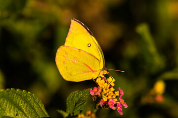 Clouded Sulphur Butterfly (Colias philodice) on Lantana Bloom