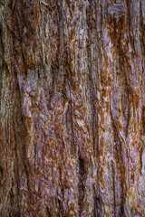 Obraz premium Bark of Giant Sequoia (Sequoiadendron giganteum)