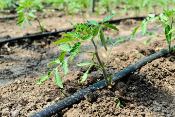 Greenhouse with tomato plants and drip irrigation system.