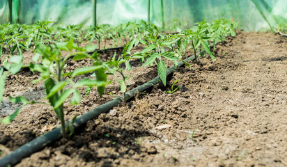 Greenhouse with tomato plants and drip irrigation system.