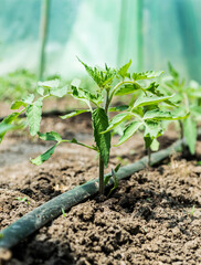 Greenhouse with tomato plants and drip irrigation system.