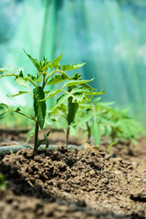 Greenhouse with tomato plants and drip irrigation system.